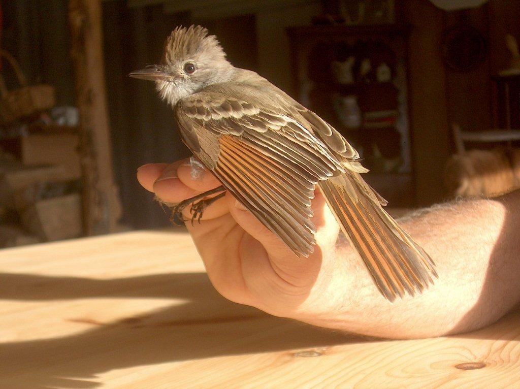 Ash-throated Flycatcher - ML113139591