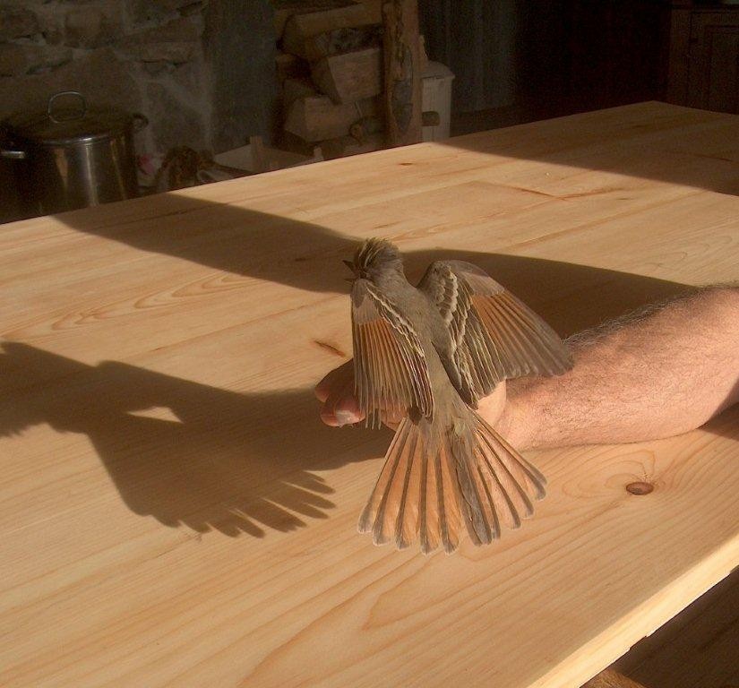 Ash-throated Flycatcher - ML113139601