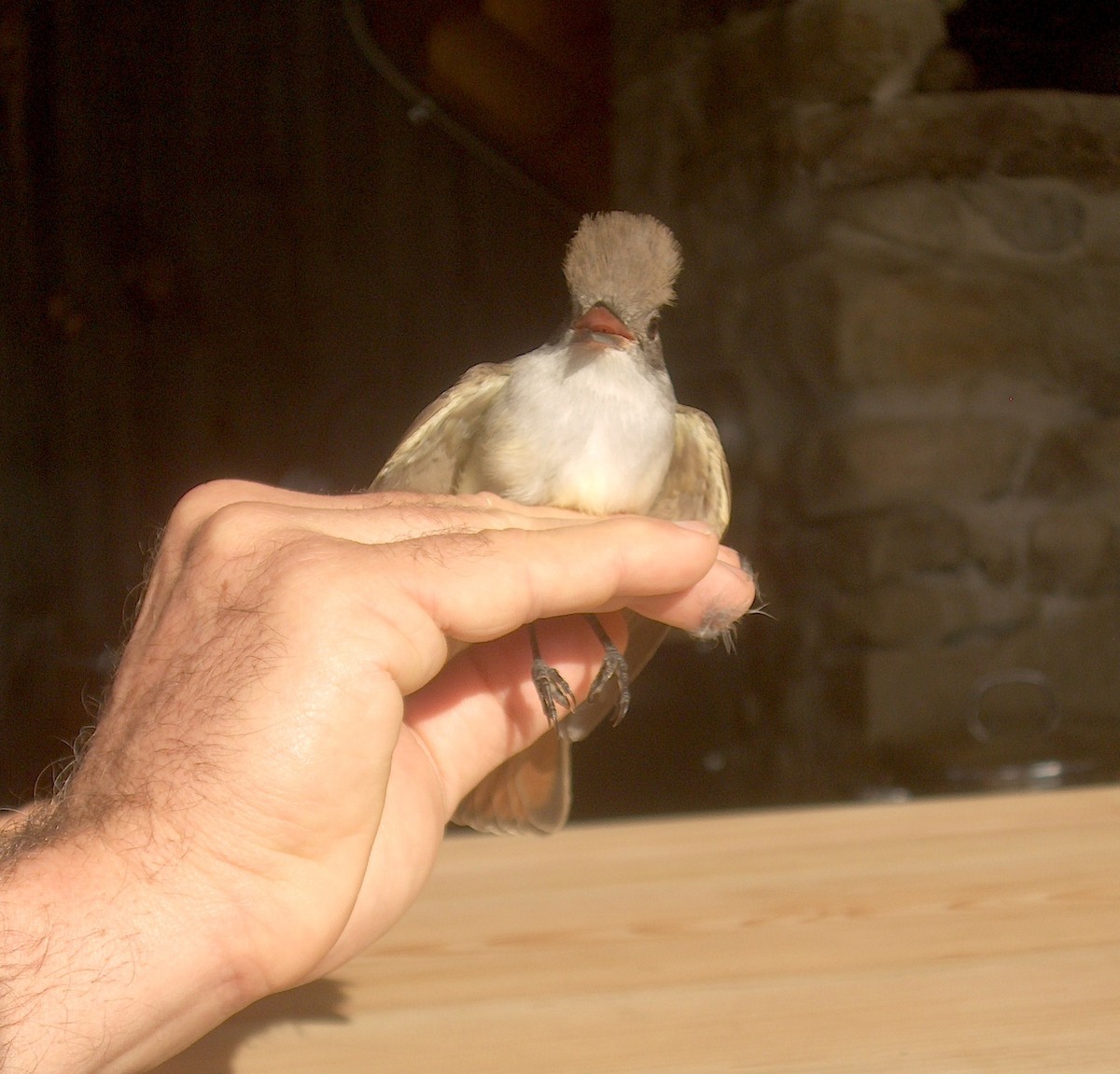 Ash-throated Flycatcher - ML113139621