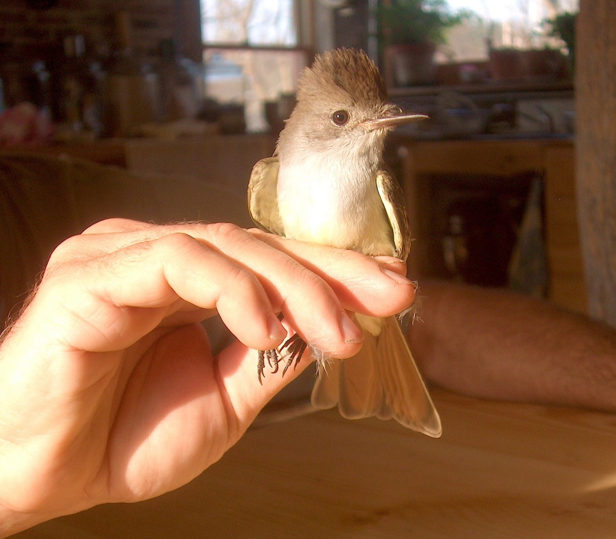 Ash-throated Flycatcher - ML113139631