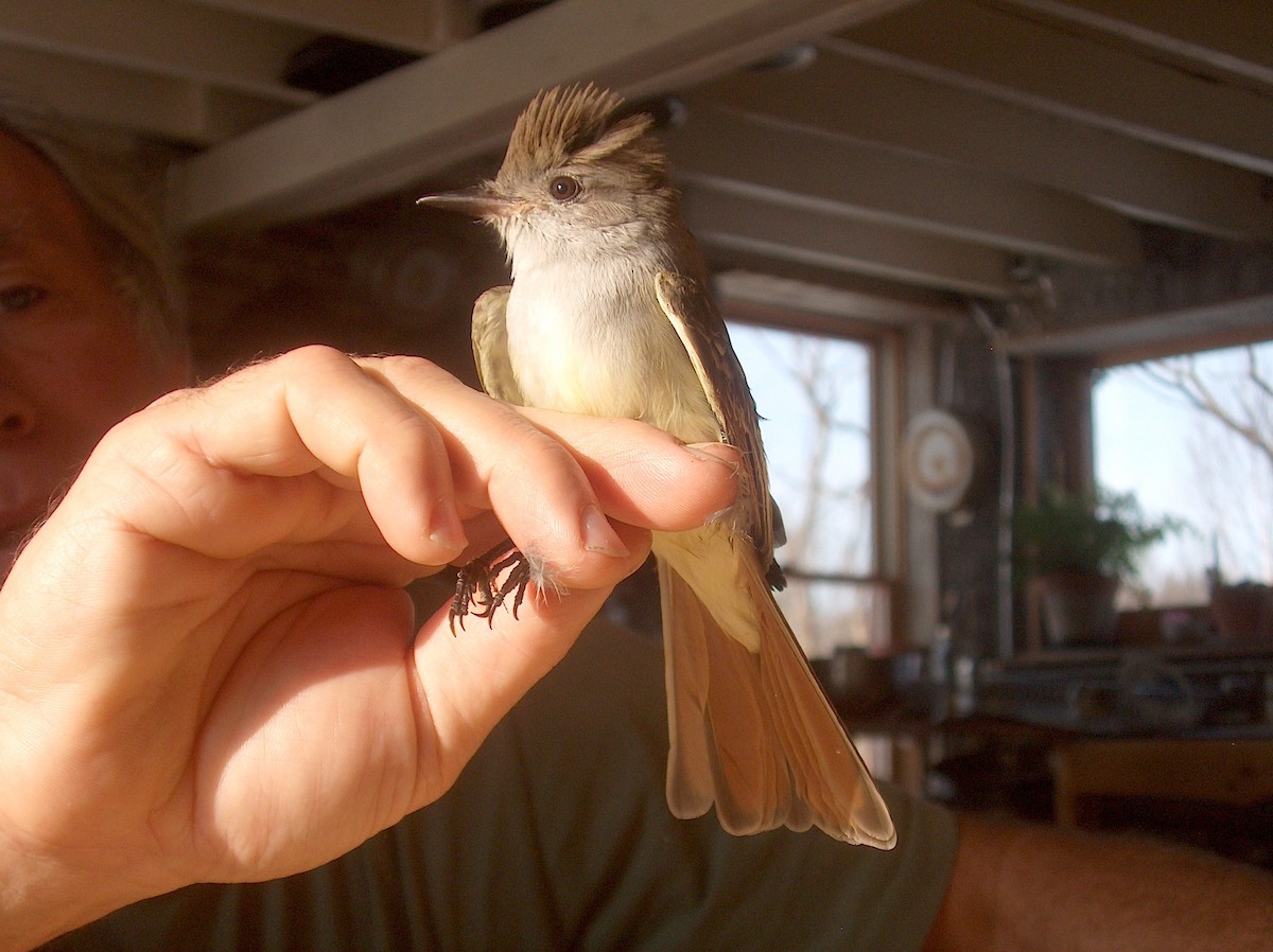 Ash-throated Flycatcher - ML113139641