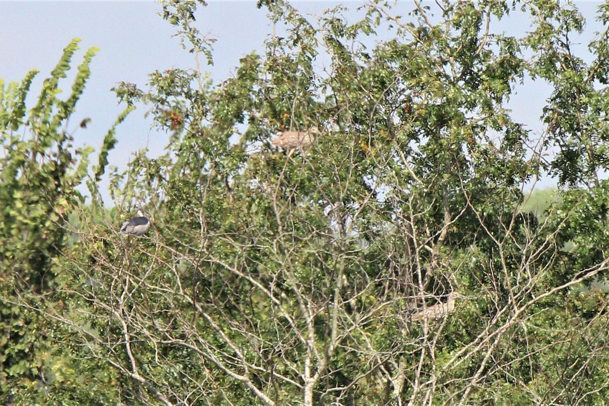 Black-crowned Night Heron - ML113143541