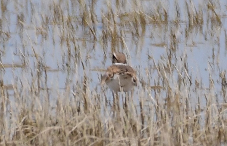 Killdeer - ML113143761