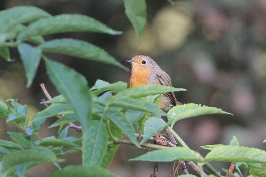 European Robin - ML113144691