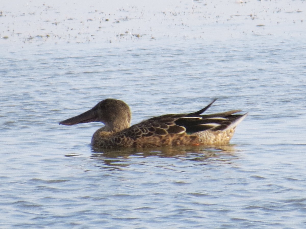 Northern Shoveler - ML113144921