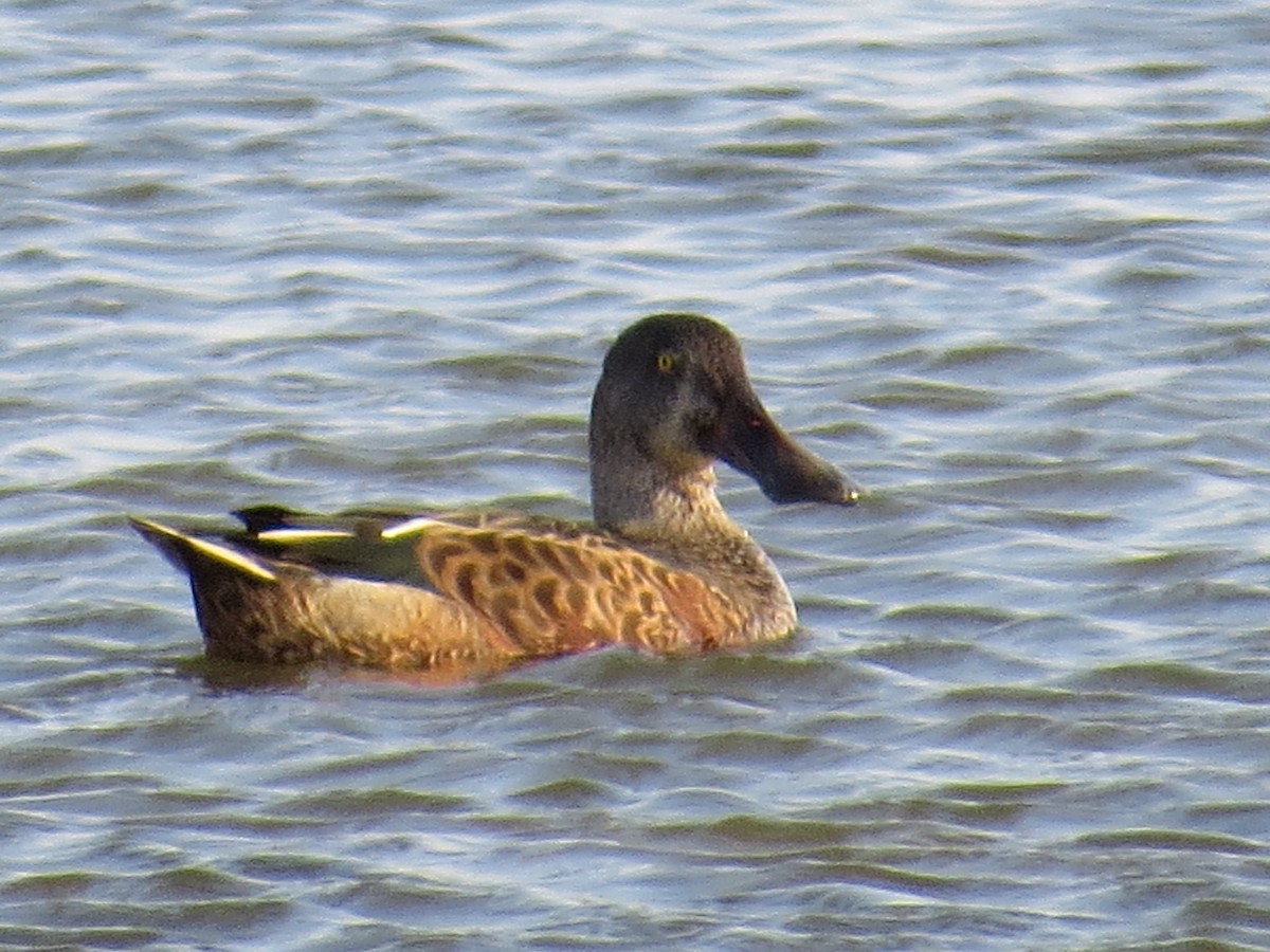 Northern Shoveler - ML113144941