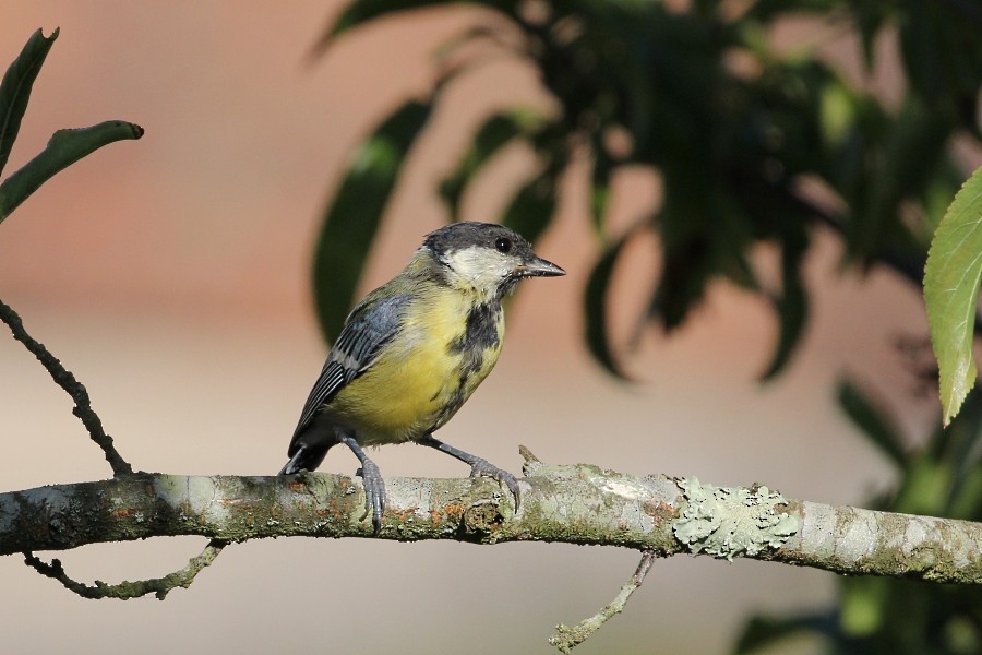 Great Tit - ML113145101