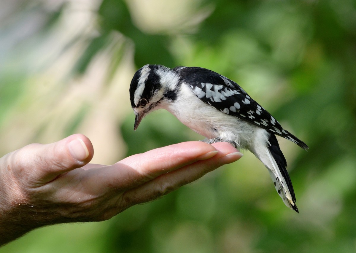 Downy Woodpecker (Eastern) - Heather Pickard