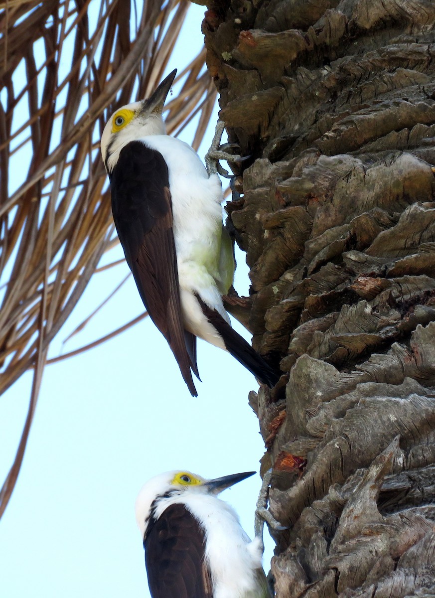 White Woodpecker - ML113146681