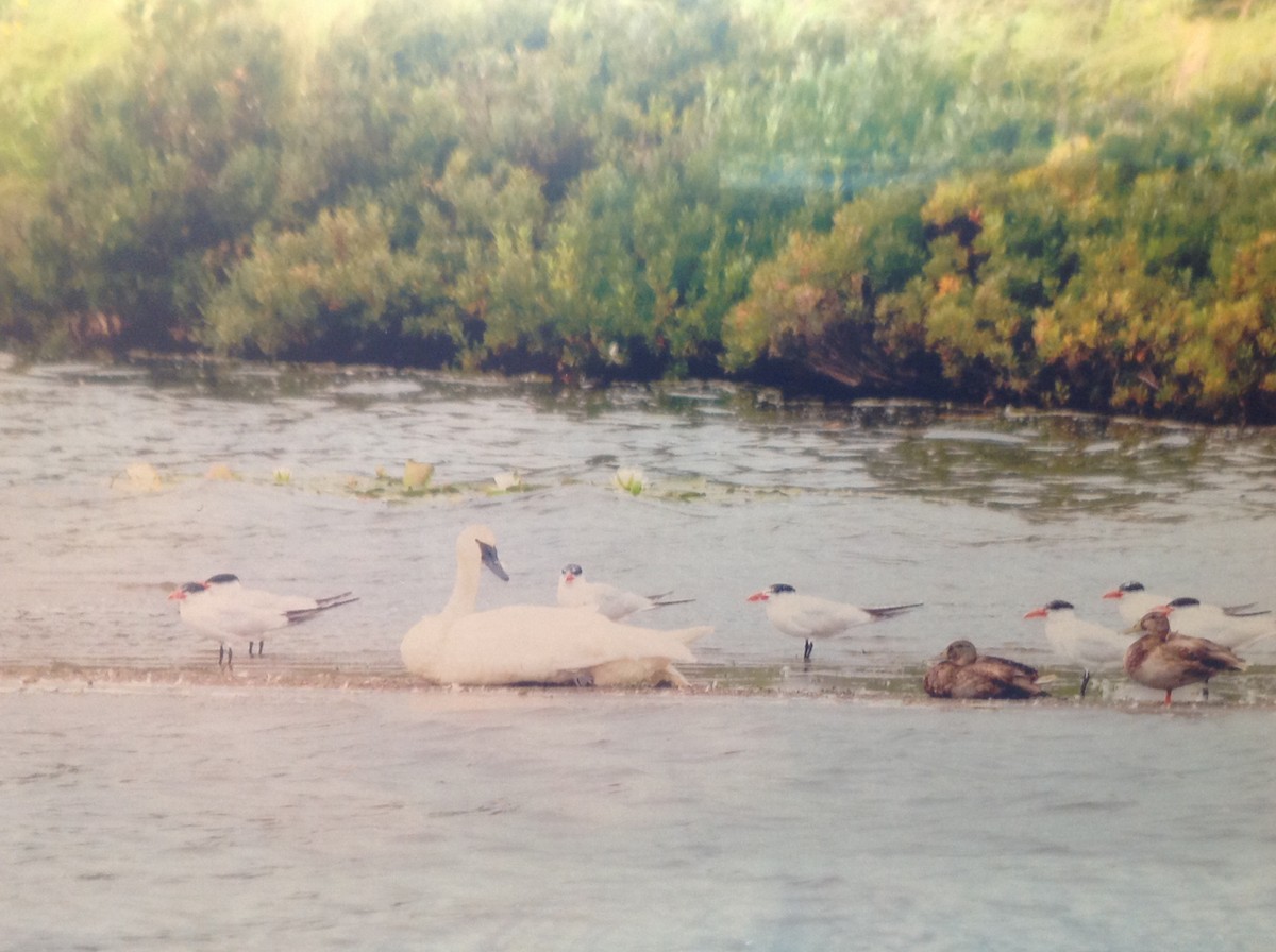 Caspian Tern - ML113147131