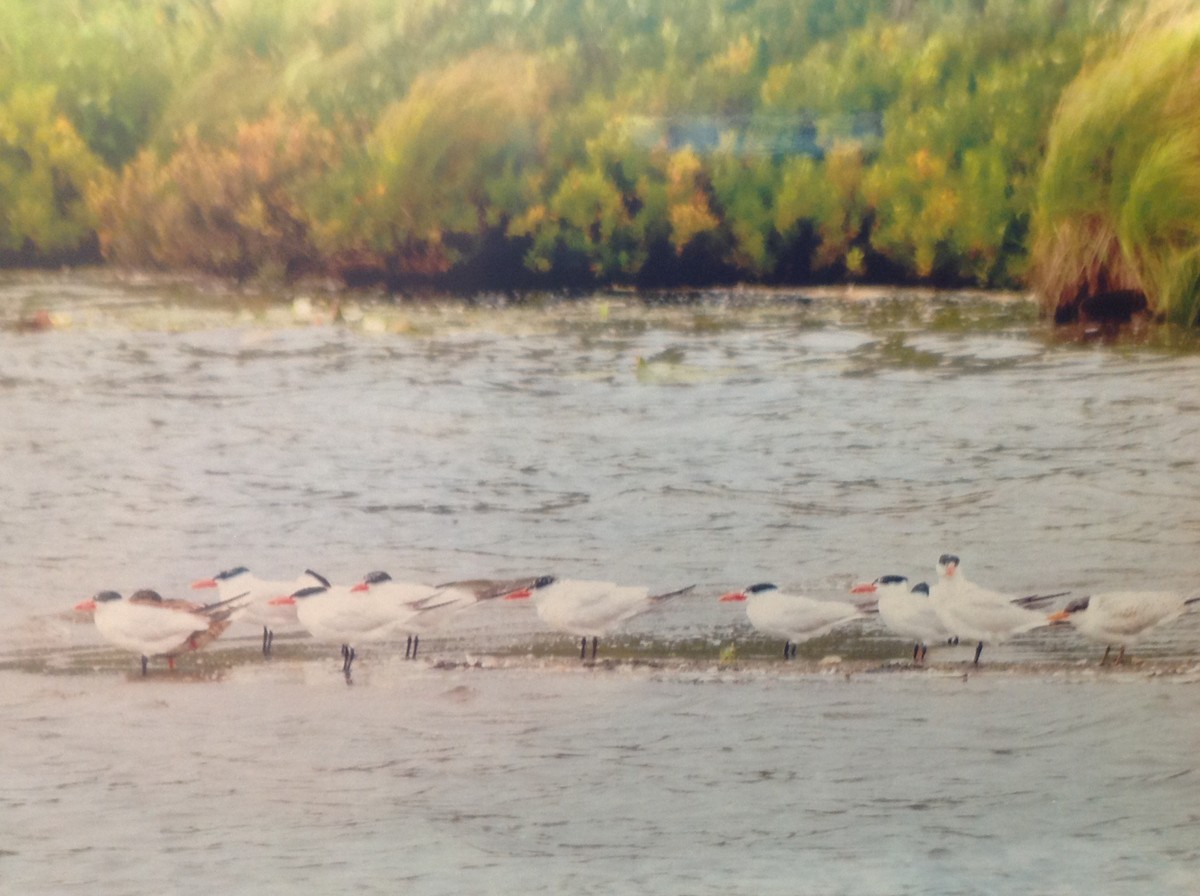 Caspian Tern - Alice Oliver