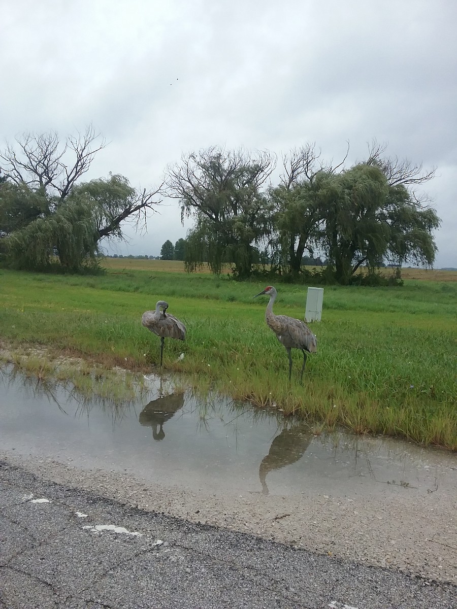 Sandhill Crane - ML113147681