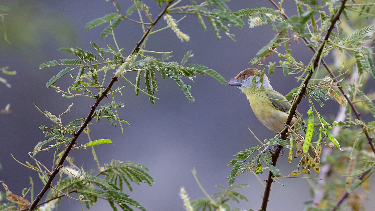 Rufous-browed Peppershrike (Chaco) - ML113149361