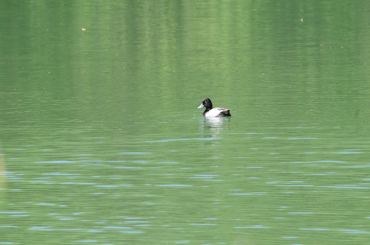 Lesser Scaup - ML113150141