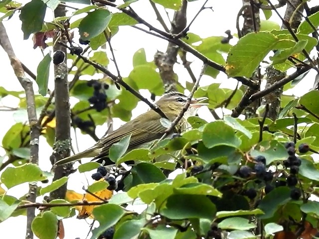 Red-eyed Vireo - Ted Hogg