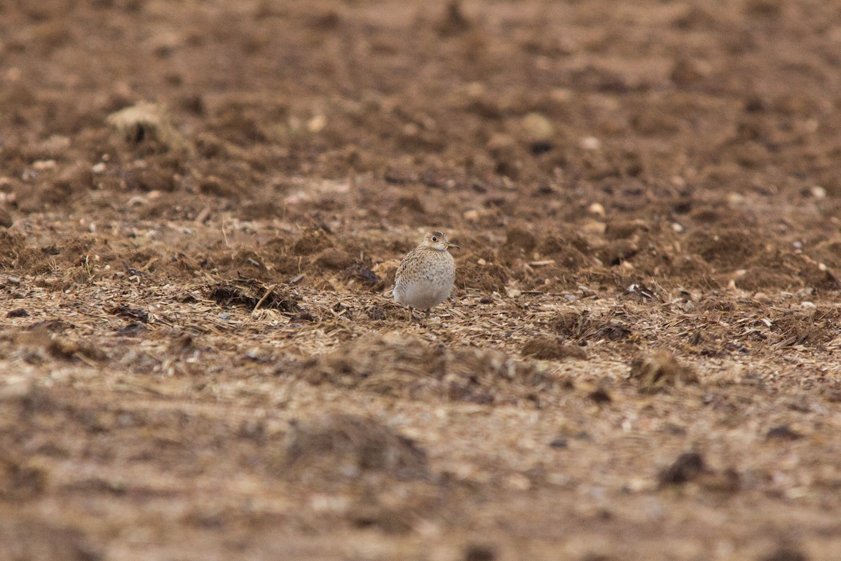 Upland Sandpiper - ML113151221