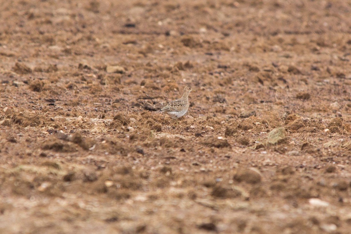 Upland Sandpiper - ML113151551