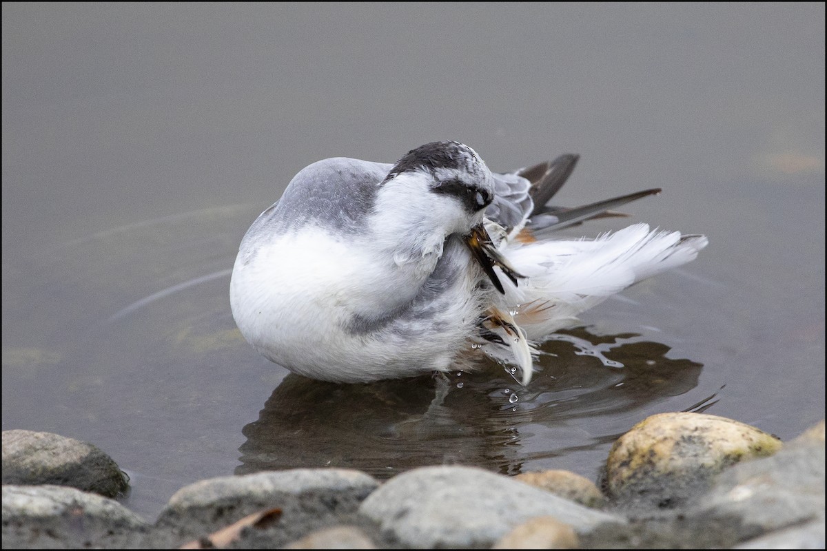 polarsvømmesnipe - ML113151661