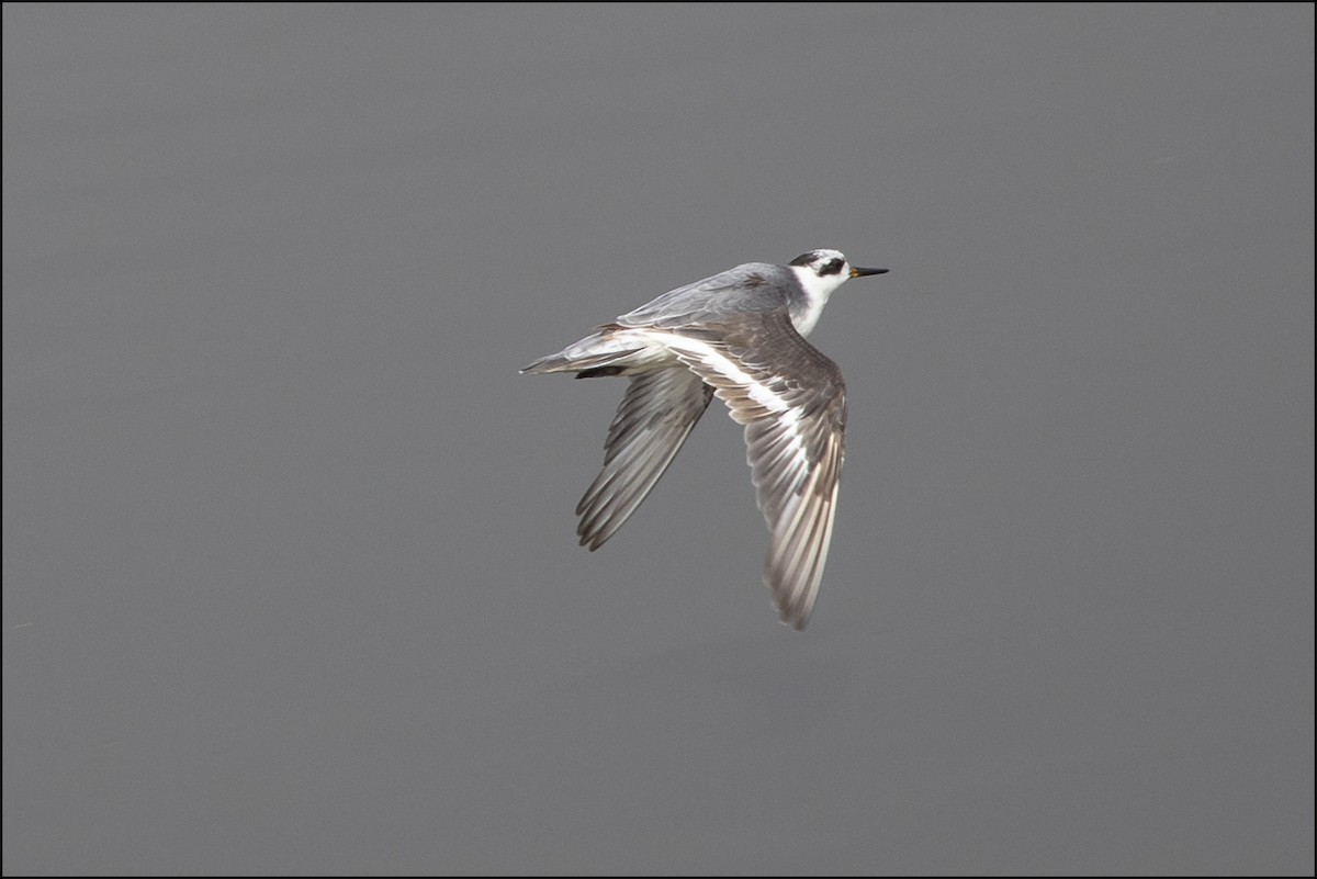 Red Phalarope - ML113151721