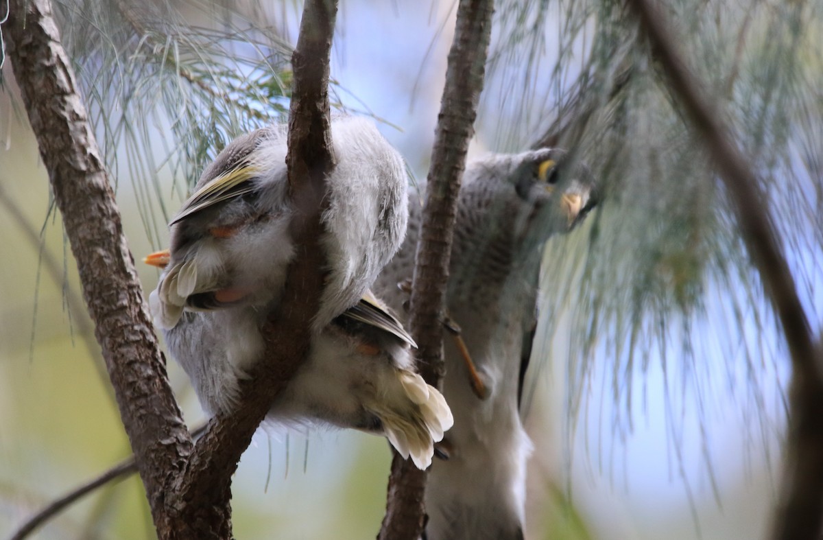 Noisy Miner - ML113152101