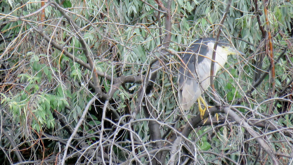 Black-crowned Night Heron - Edward McKen