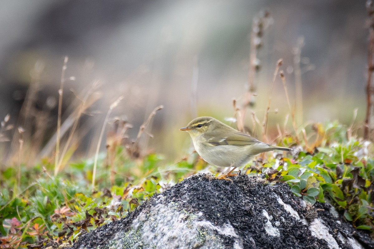 Arctic Warbler - Eliana Ardila Kramer | Birding By Bus