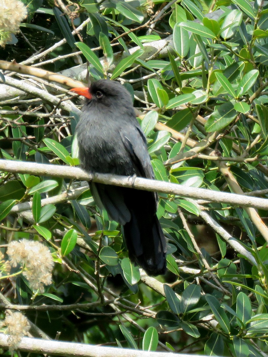 Black-fronted Nunbird - ML113154531