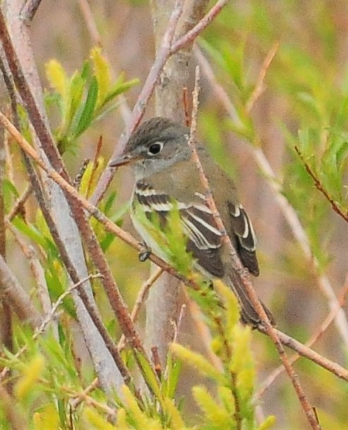 Least Flycatcher - Sue Riffe