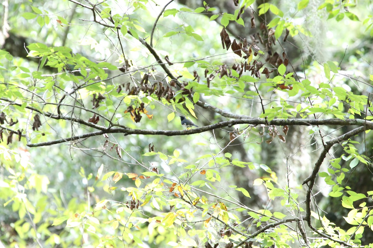 Black-throated Blue Warbler - Anne Ruben