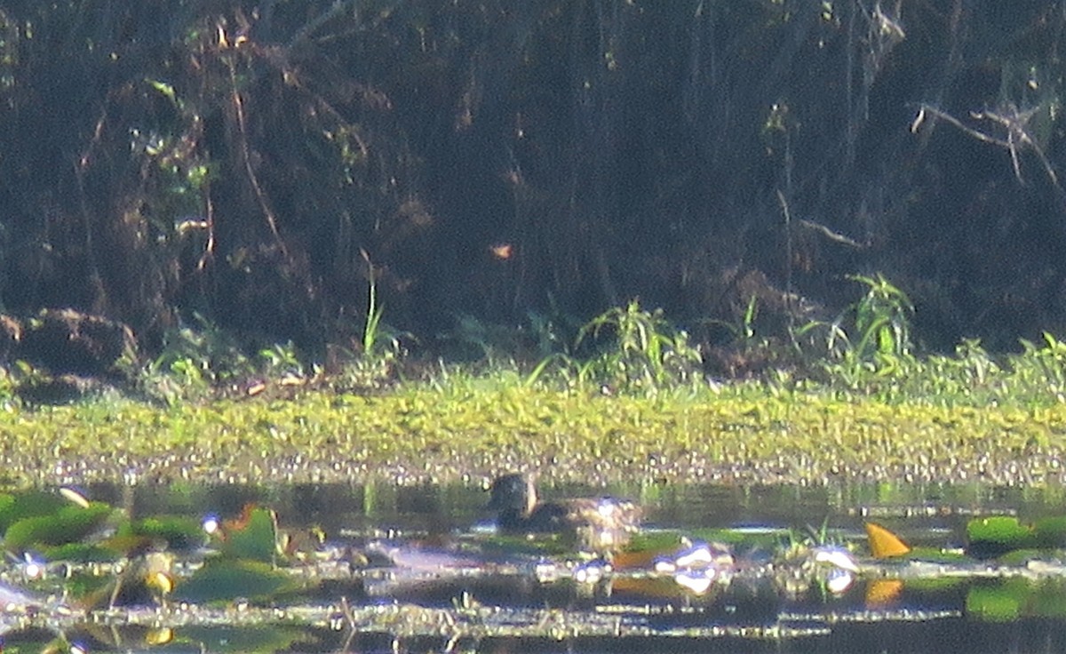Wood Duck - ML113157531