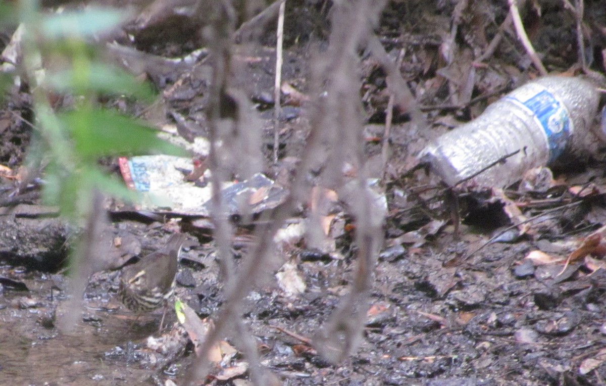 Northern Waterthrush - ML113157571