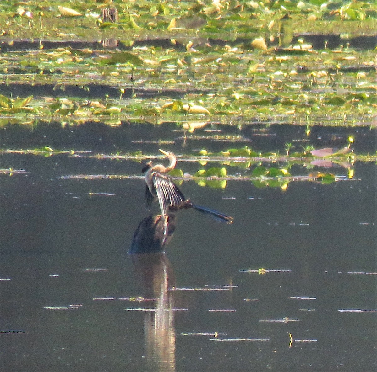 Anhinga - ML113157591