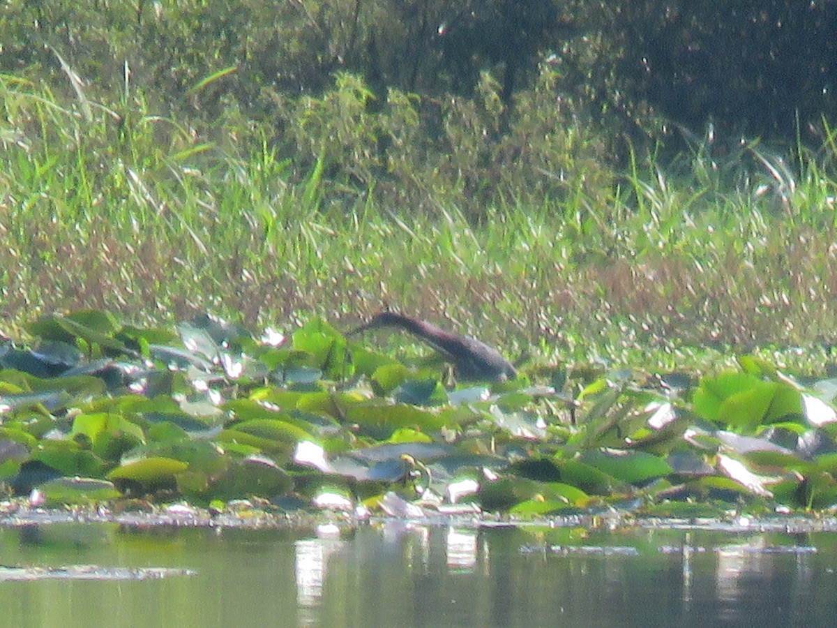 Green Heron - ML113157791