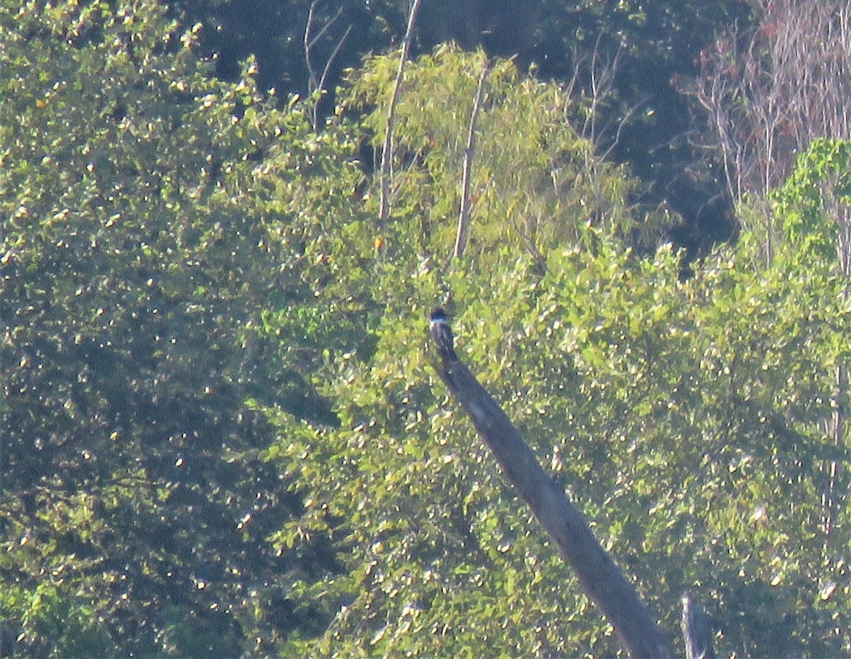 Belted Kingfisher - ML113157811