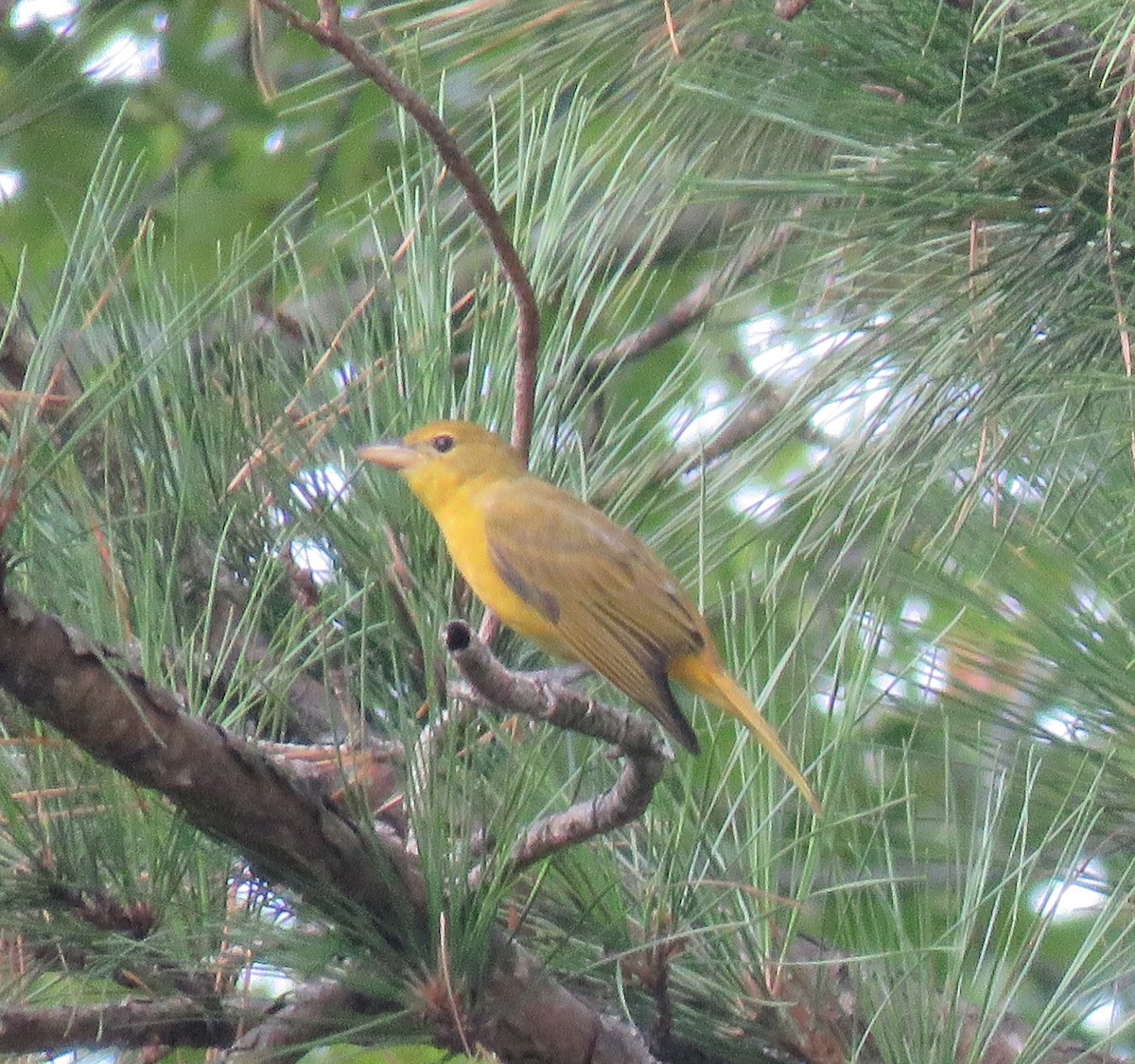 Summer Tanager - ML113157851