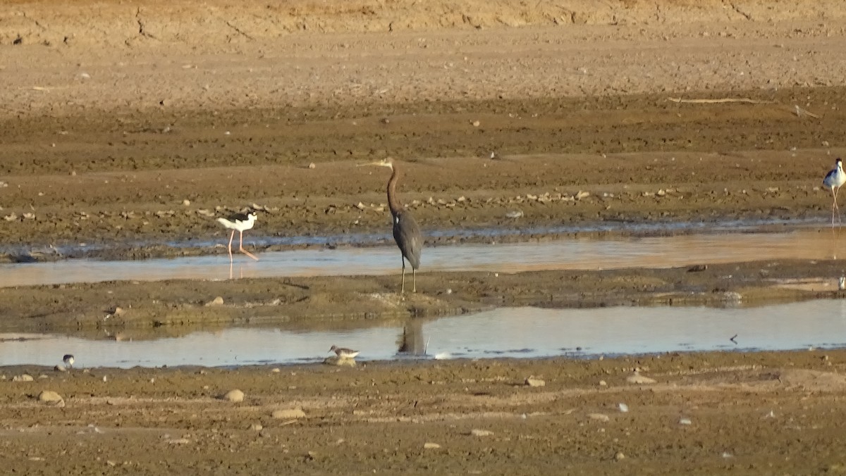 Tricolored Heron - ML113157991