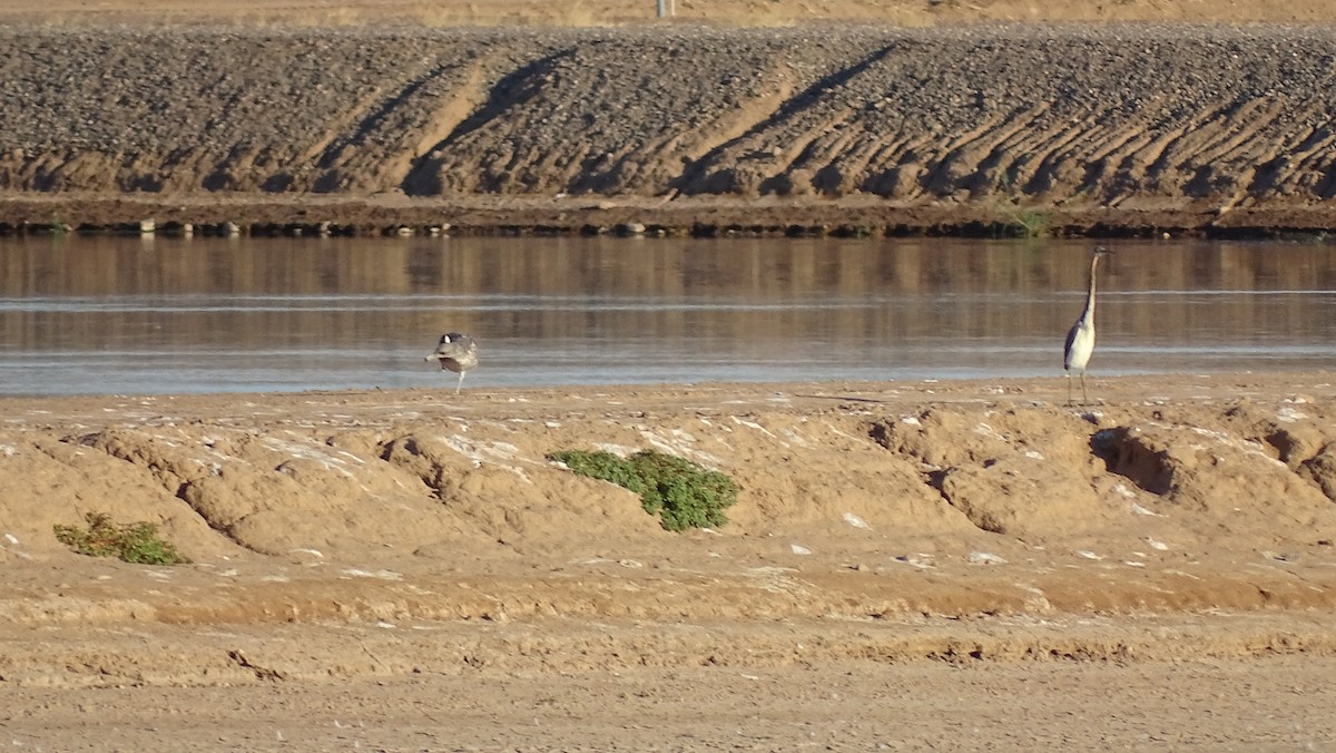 Tricolored Heron - ML113158231