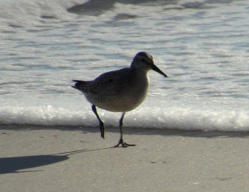 Red Knot - ML113158321