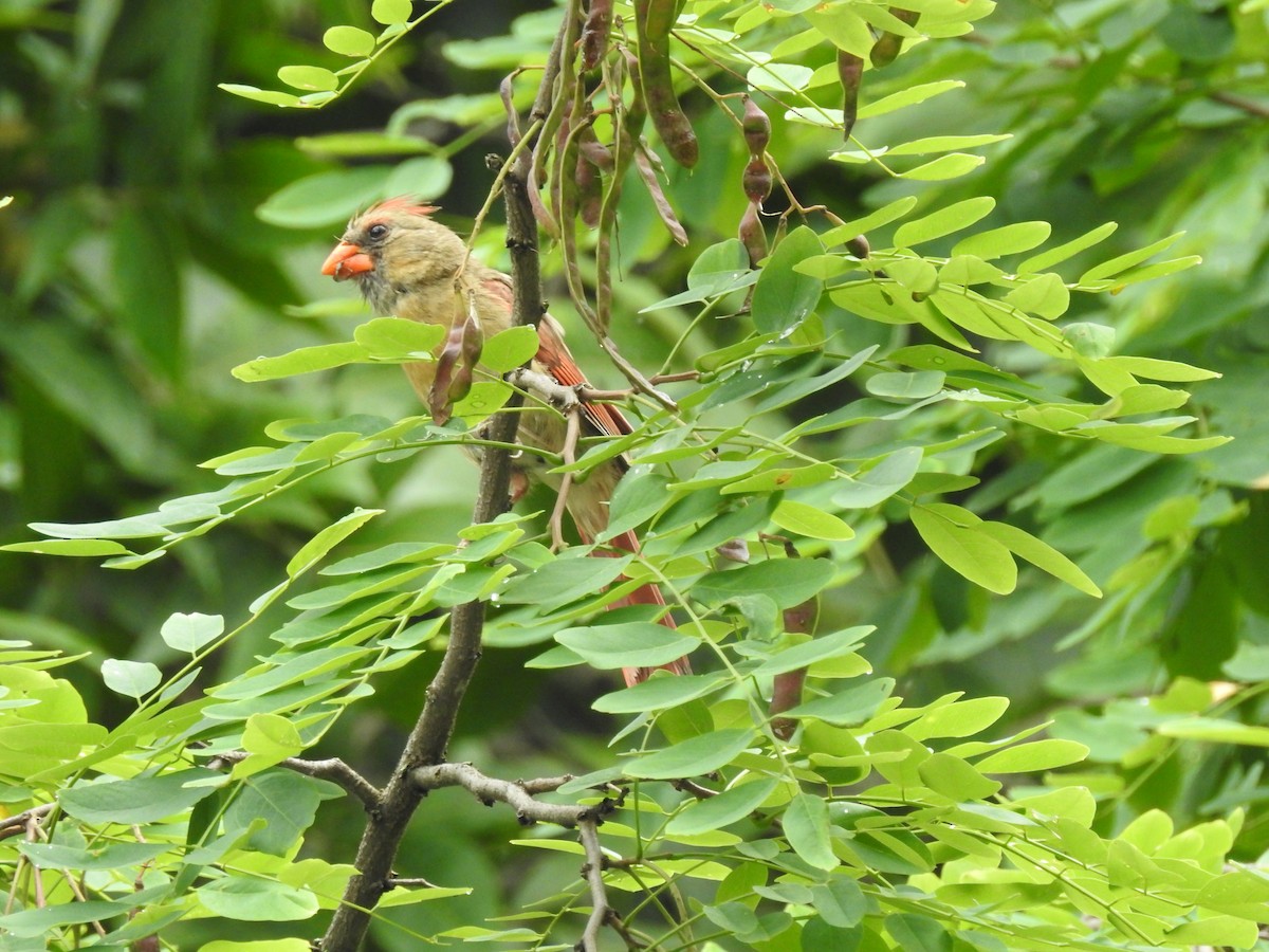 Northern Cardinal - Bee Breutinger