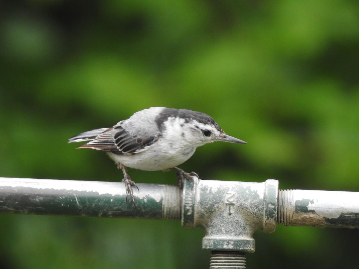 White-breasted Nuthatch - ML113158601