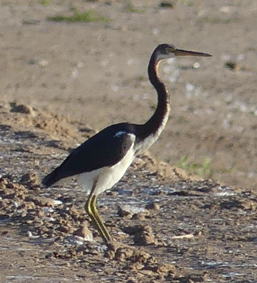 Tricolored Heron - ML113159881