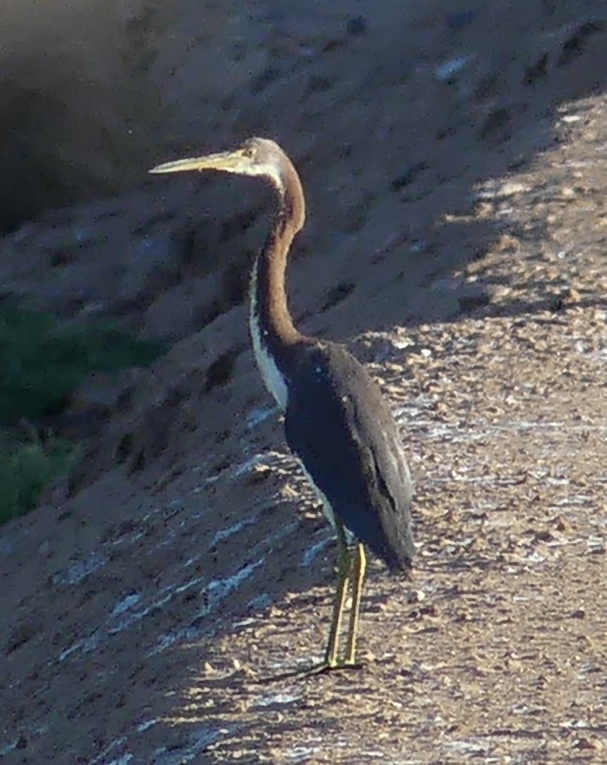 Tricolored Heron - ML113159891