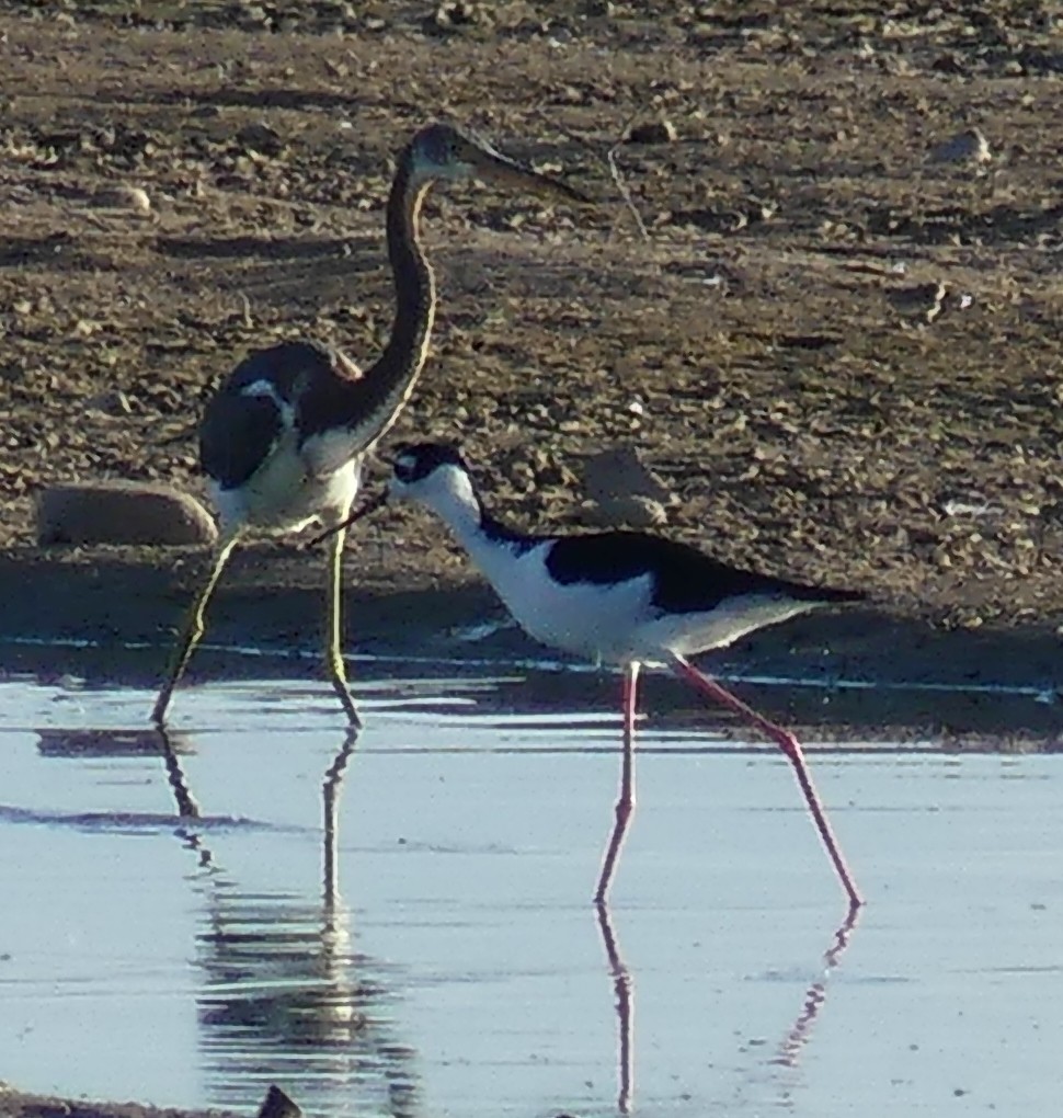 Tricolored Heron - ML113159901