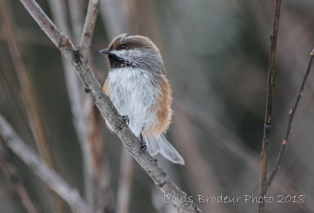 Mésange à tête brune - ML113160581