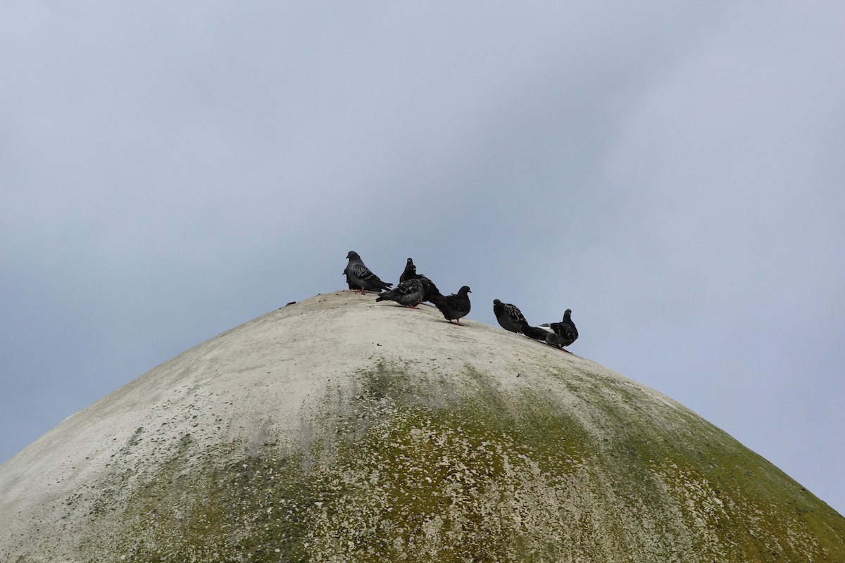 Rock Pigeon (Feral Pigeon) - ML113160711