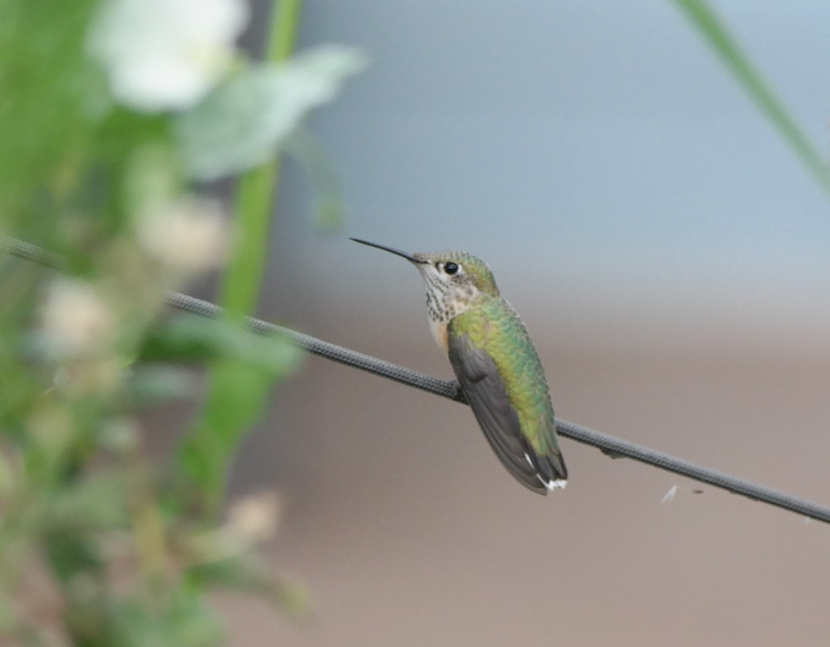 Colibrí Calíope - ML113160981