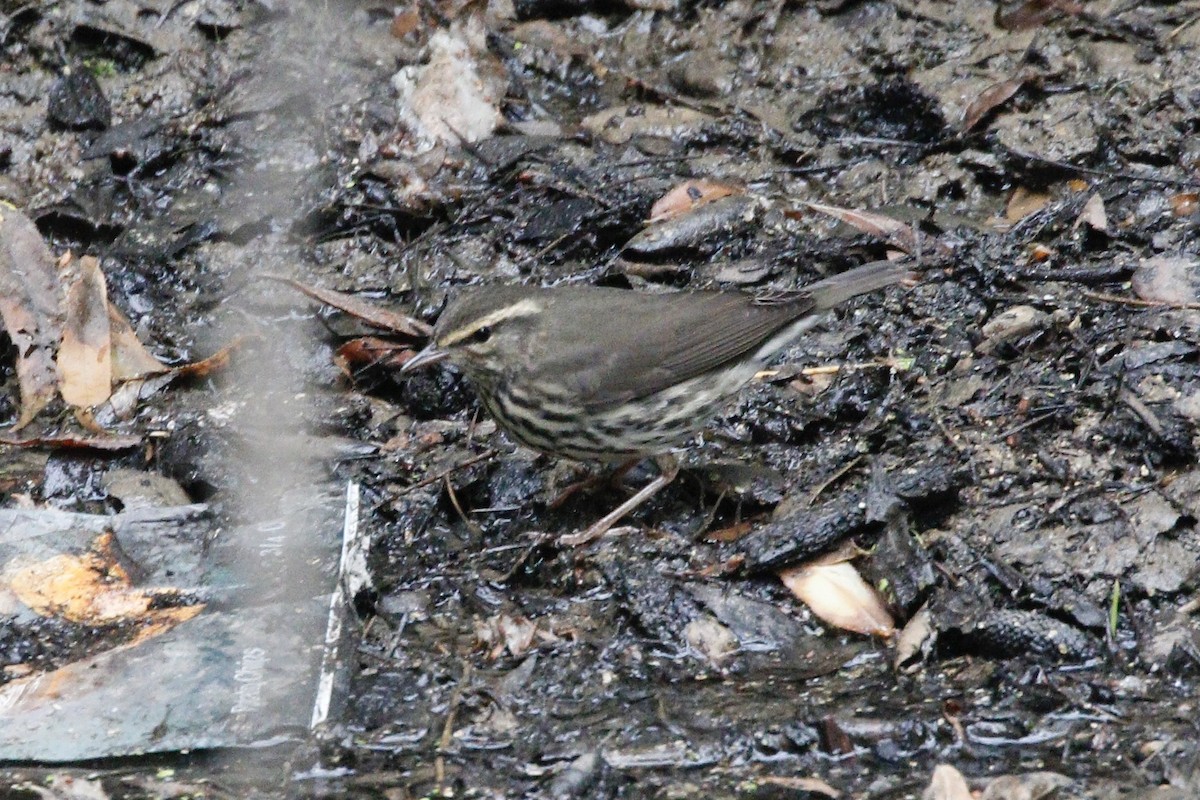 Northern Waterthrush - ML113161171