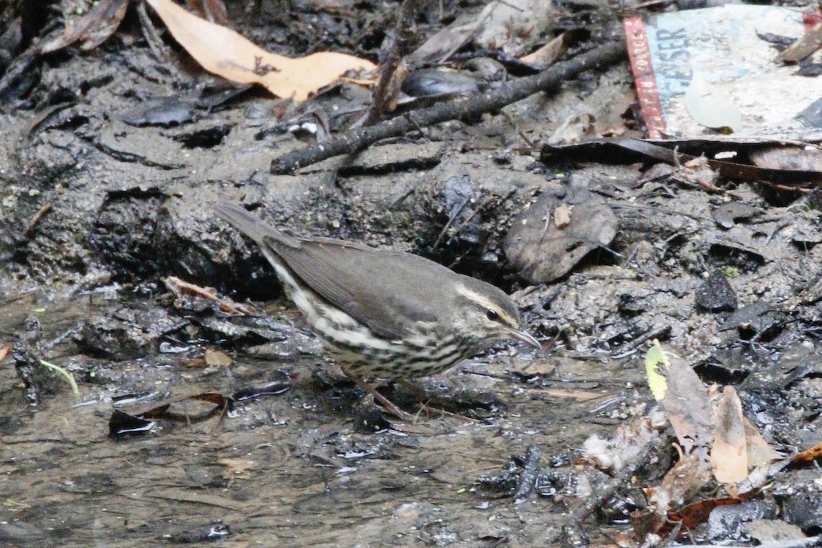 Northern Waterthrush - ML113161191