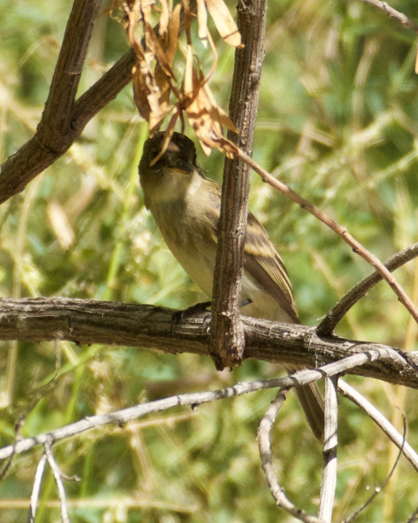 Willow Flycatcher - ML113161981