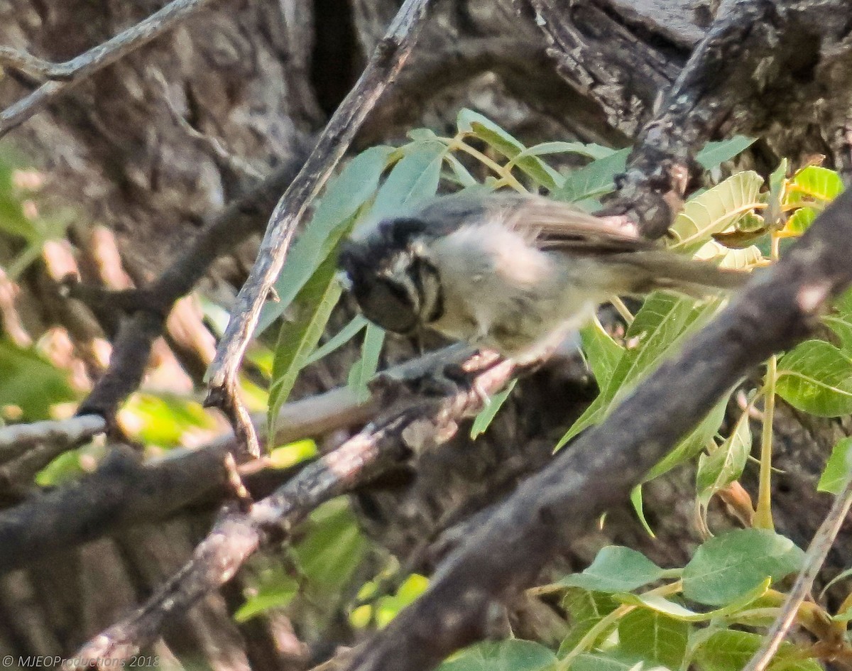 Bridled Titmouse - Marianne Ofenloch